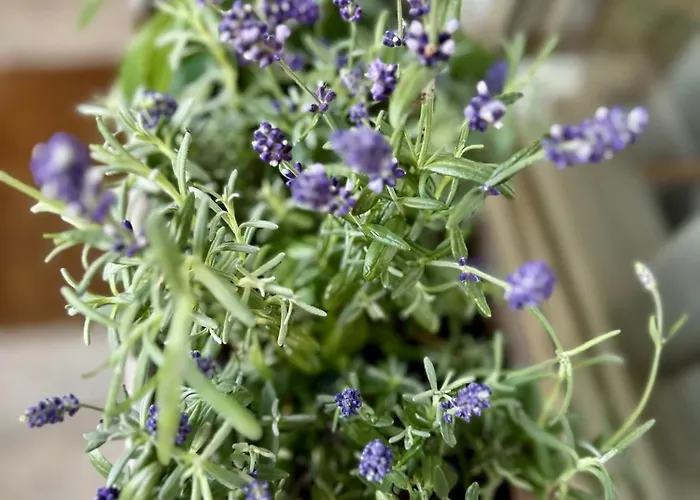 Appartement Serenity *