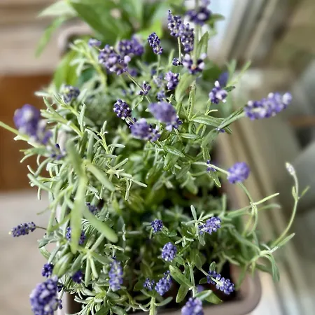 아파트 Serenity *