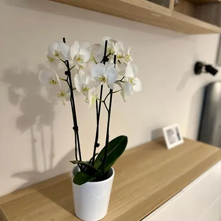 Serenity * 부르가스